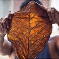How To Store Your Fronto Leaves - Hotgrabbz™ Grabba